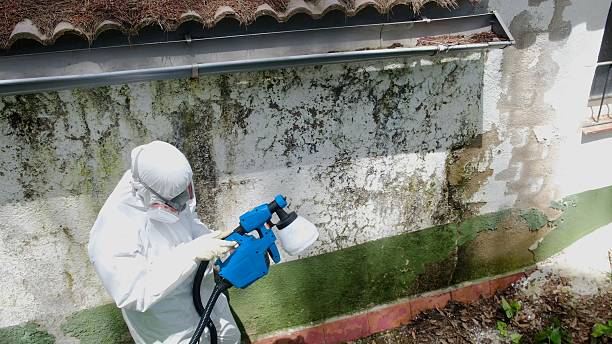 Top rated local Basement Mold Removal specialists in Marlborough, MA